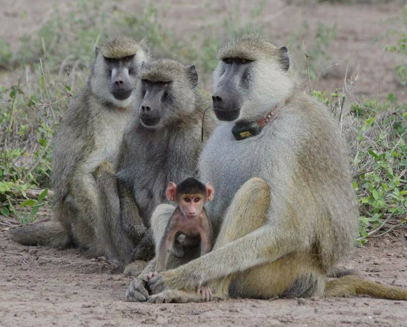Four gray and tan baboons sit together on dirt; an adult wearing a tracking collar has its arm around a small, pink-faced infant.