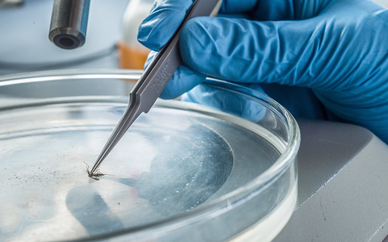 A blue gloved hand with tweezers holds a mosquito in a petri dish.
