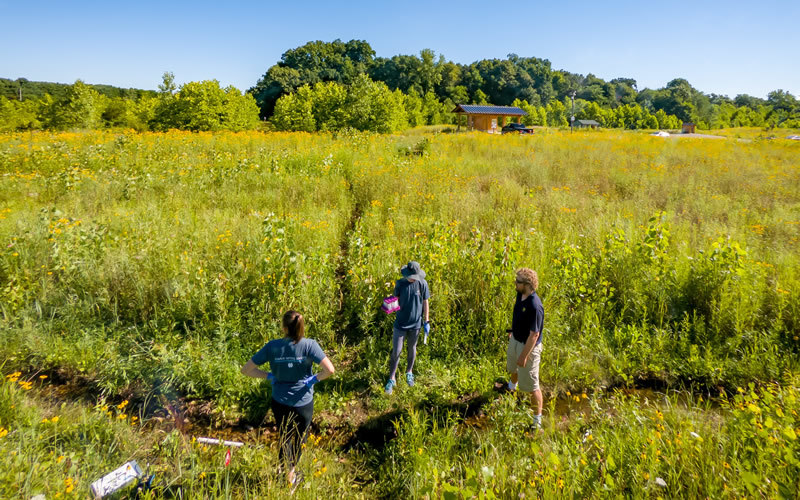 Three researchers stand among tall green grasses and a narrow creek.