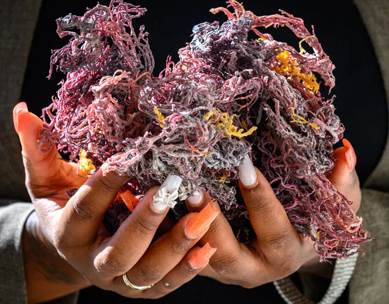 Hands holding pink and purple stringy sea moss.